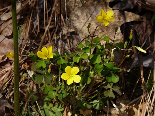 {Oxalis stricta}